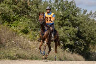 Raid-St-Bartomeu-EQUUS-AREA-156