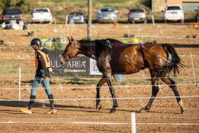 Raid-St-Bartomeu-EQUUS-AREA-165