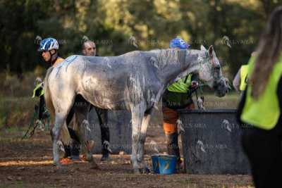 Raid-St-Bartomeu-EQUUS-AREA-169