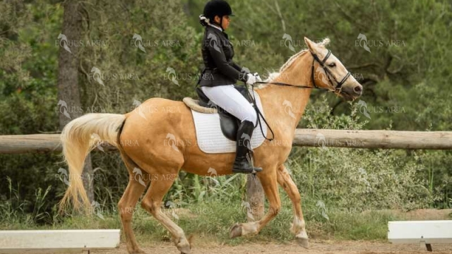 DOMA08062025S-522