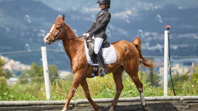DOMA11052025M-213