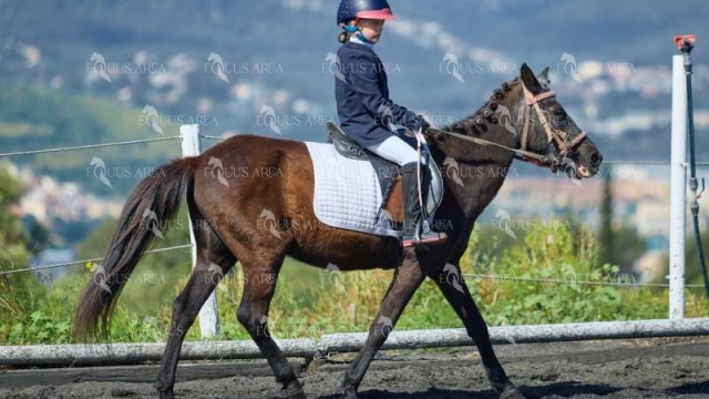 DOMA11052025M-257