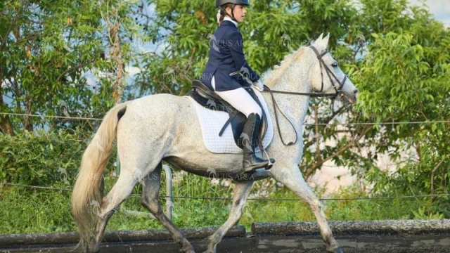 DOMA11052025M-396