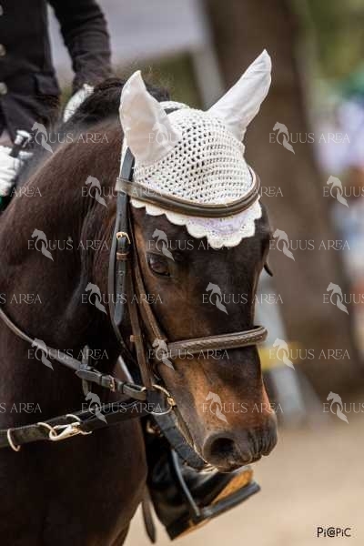DOMA08062025S-413