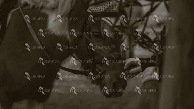 EQ-001-71