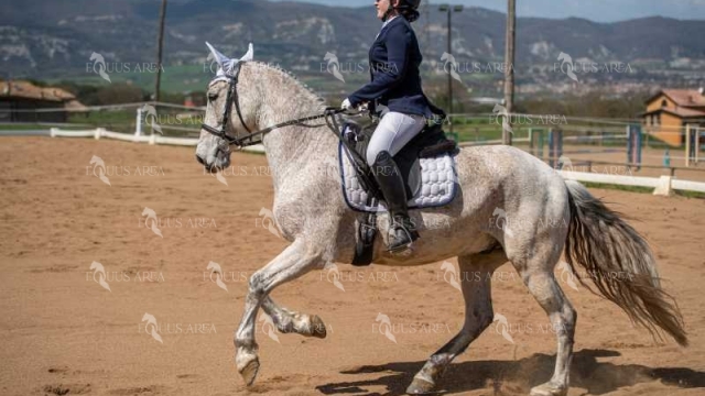 DOMA06042025S-377