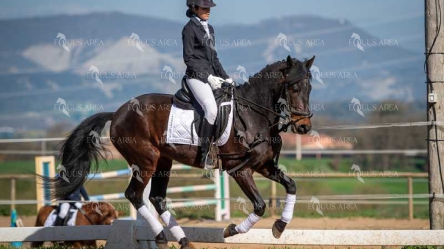 DOMA06042025S-517
