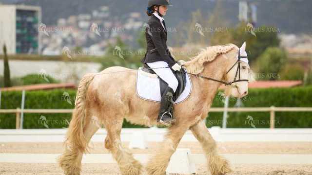 DOMA02032025M-056