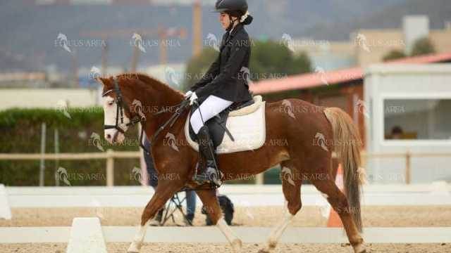 DOMA02032025M-110