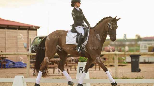 DOMA02032025M-239