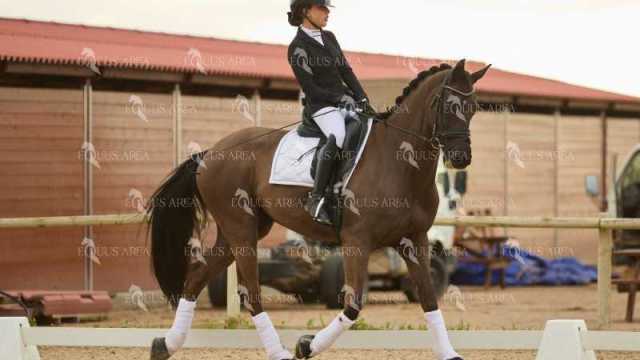 DOMA02032025M-240