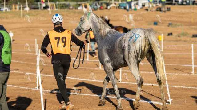 Raid-St-Bartomeu-EQUUS-AREA-166