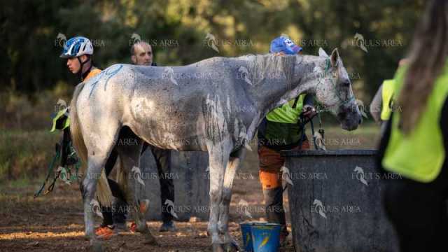 Raid-St-Bartomeu-EQUUS-AREA-169
